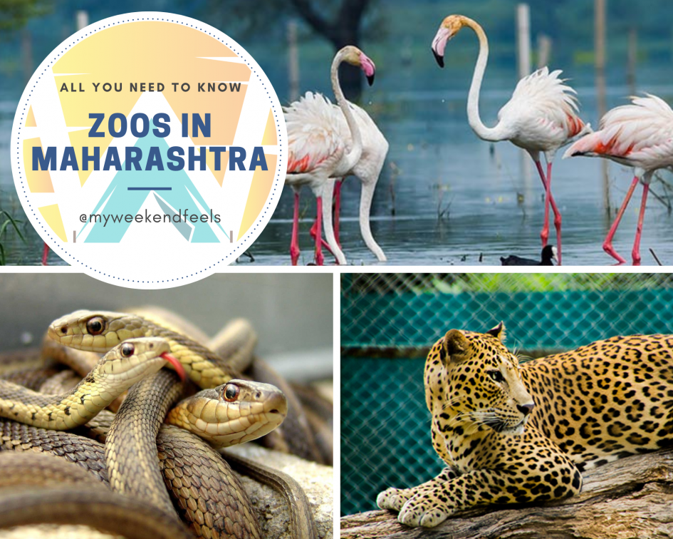 2023 Updated] Zoos In Maharashtra